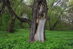 Tronco agrietado de un árbol viejo foto