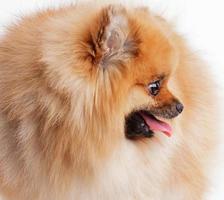 Photographed close-up red Pomeranian photo