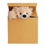 Plush bear peeking out of a cardboard box photo