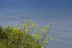 Vegetation in the region of Galicia, Spain photo