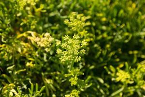 Vegetación en la región de Galicia, España foto