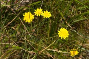 Vegetation in the region of Galicia, Spain photo