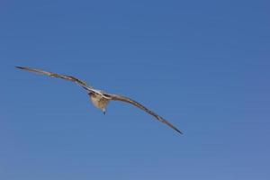 Seagull, bird that is usually at sea.