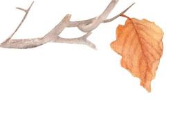 Watercolor painting of Dry branch. vector