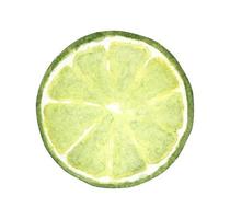 Green lime slice. Watercolor food illustration. vector