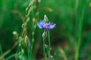 Blue cornflower on a background of grass photo