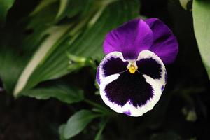 Purple pansy flower with dark green leaves photo