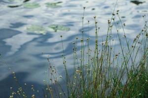 Hierba alta con flores amarillas que crecen en la orilla del lago foto