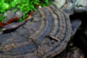 Gran hongo de madera con una pequeña concha de caracol alargada marrón y musgo