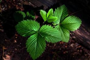 Hojas de fresa verde sin bayas sobre fondo oscuro foto