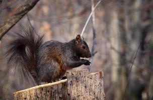 Brown-black forest squirrel on a tree stump photo