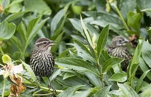 Close-up of two little birds with green leaves
