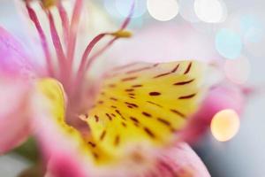 Close-up of beautiful soft flower pollen with blurred bokeh photo