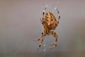 Close-up de una pequeña araña marrón en una web foto