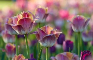 Flores Imágenes, Fotos y Fondos de pantalla para Descargar Gratis Flores Imágenes, Fotos y Fondos de pantalla para Descargar Gratis