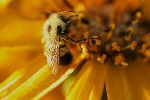 Close-up of a bee on beautiful yellow flower pollen
