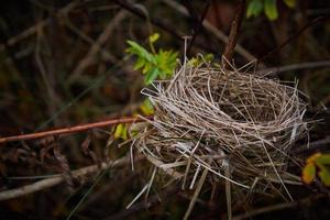 Close-up of a withered bird's nest in the forest photo
