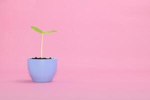 tree growing in a pot photo