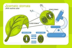Magnified leaf stomata with schematic stomata open and closed vector