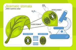 Estomas foliares ampliados con estomas esquemáticos abiertos y cerrados. vector