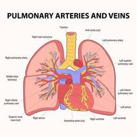 0365 arterias y venas pulmonares. Circulación pulmonar. vector