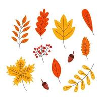 Collection of autumn leaves. vector