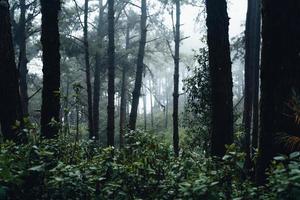 Bosque oscuro durante una niebla, bosque de pinos en Asia foto