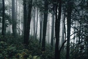 Bosque oscuro durante una niebla, bosque de pinos en Asia foto