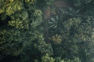 dark forest during a foggy,forest pine in asia photo