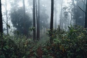 dark forest during a foggy,forest pine in asia photo