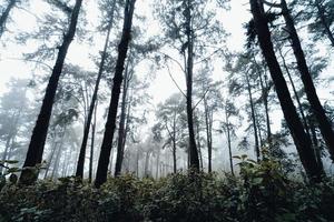 Bosque oscuro durante una niebla, bosque de pinos en Asia foto