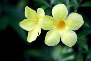 Golden Trumpet Flower photo