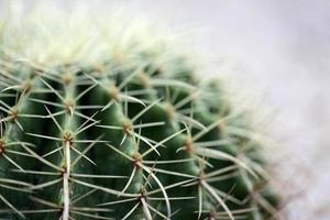 macro de cactus foto