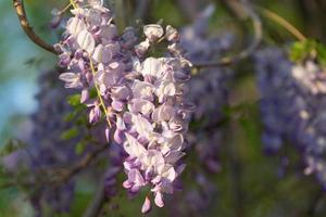 flores de glicina en la suave luz del atardecer del atardecer foto