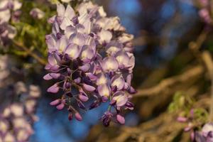 Wisteria flowers in the soft evening light of sunset photo