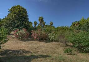 panorama of a low hill overgrown with tropical plants and trees. photo