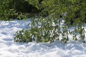 ramas arqueadas de bambú acostado sobre la nieve blanca en un día soleado foto