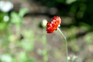 bright red poppy flower garden photo