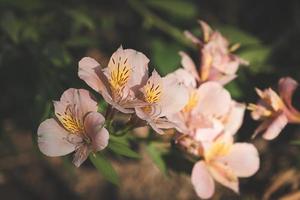 Flores de alstrameria rosa sobre un fondo borroso foto