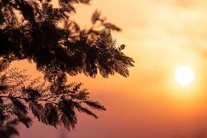 The silhouette of the silvery branches of an acacia at sunset photo