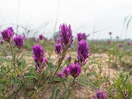 Natural background with purple flowers photo