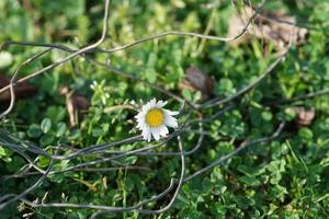 natural background with white Daisy in the green grass photo