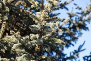 Natural background with branches of spruce against the blue sky photo