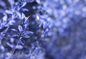 natural background of green leaves and branches photo