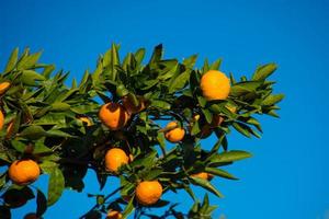 The branches of a tangerine tree with a large orange fruit photo