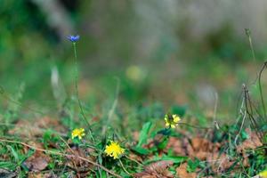 Blue chicory flowers on green grass background photo