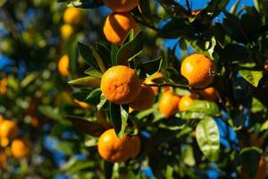 The branches of a tangerine tree with a large orange fruit photo