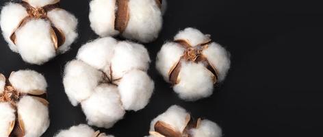 Cotton flowers isolated on black background. photo