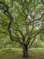 Old oak tree with twisted branches and summer foliage photo