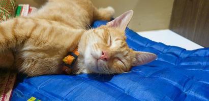 Cute orange kitten fall in sleep photo